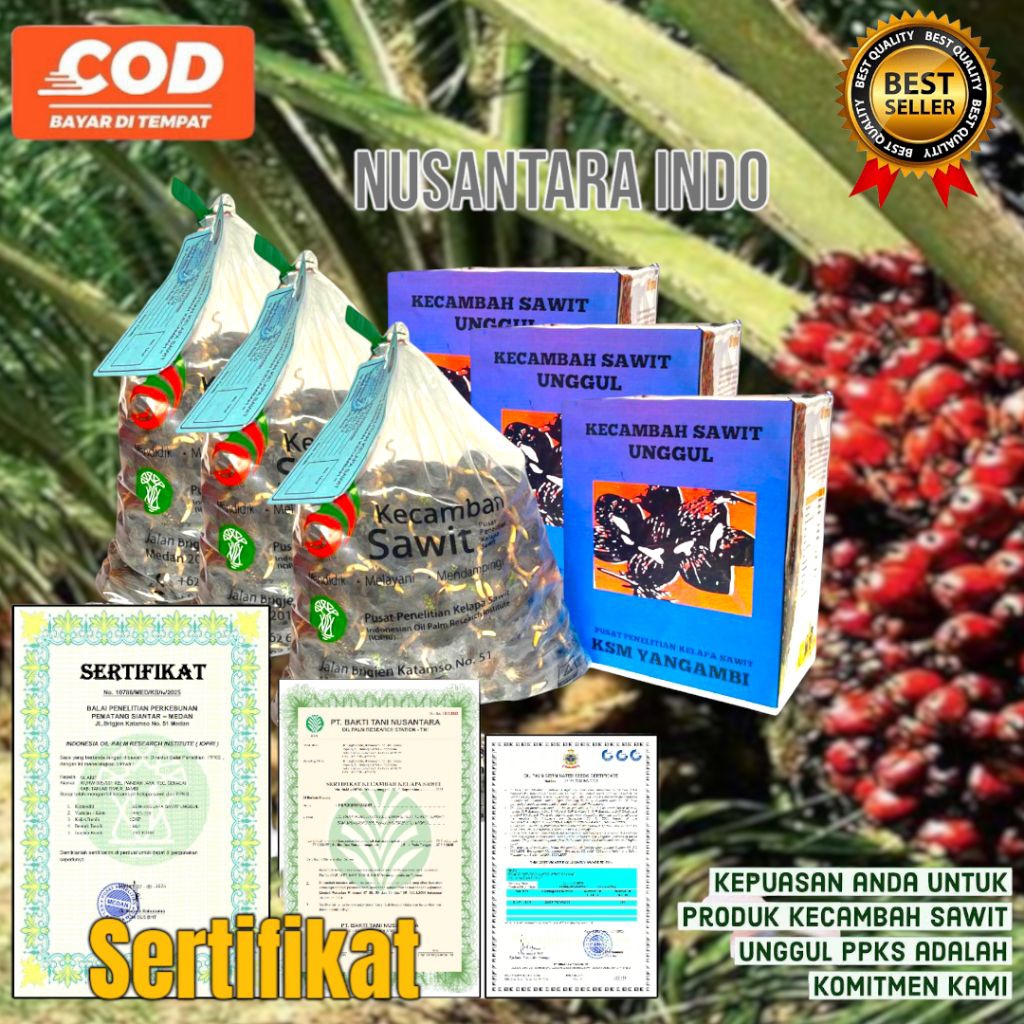 Bibit Benih Kecambah sawit YANGAMBI ORIGINAL bersertifikat resmi dari balai benih