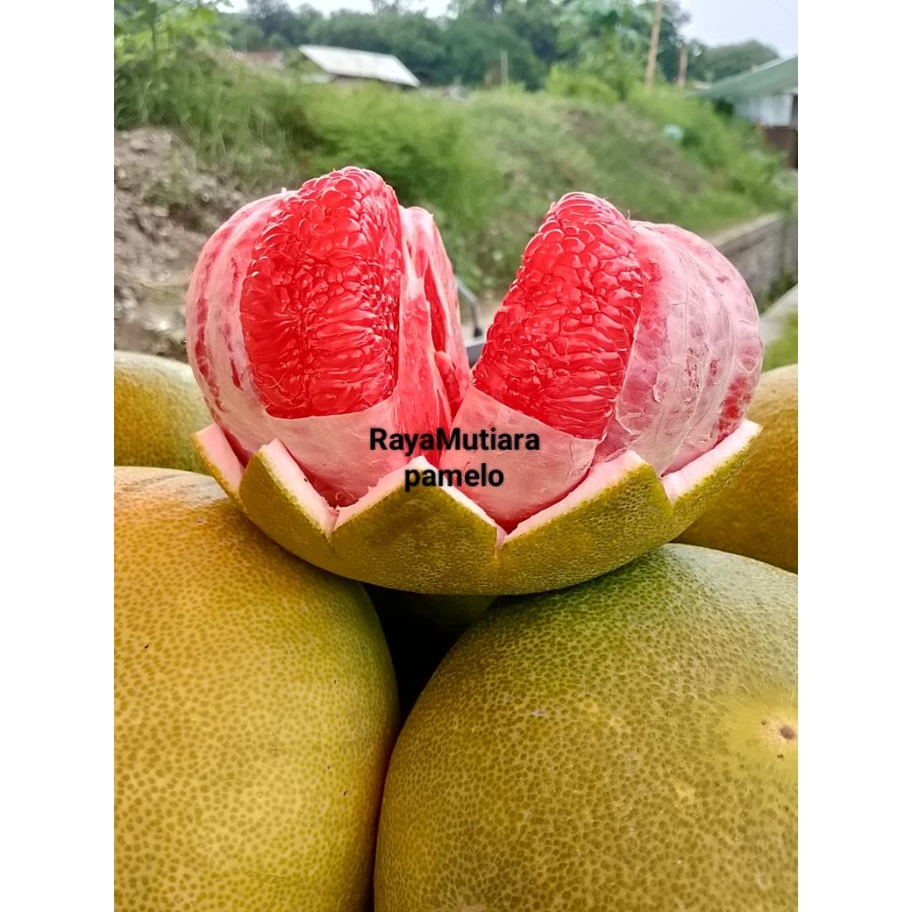 jeruk pamelo jeruk Bali merah