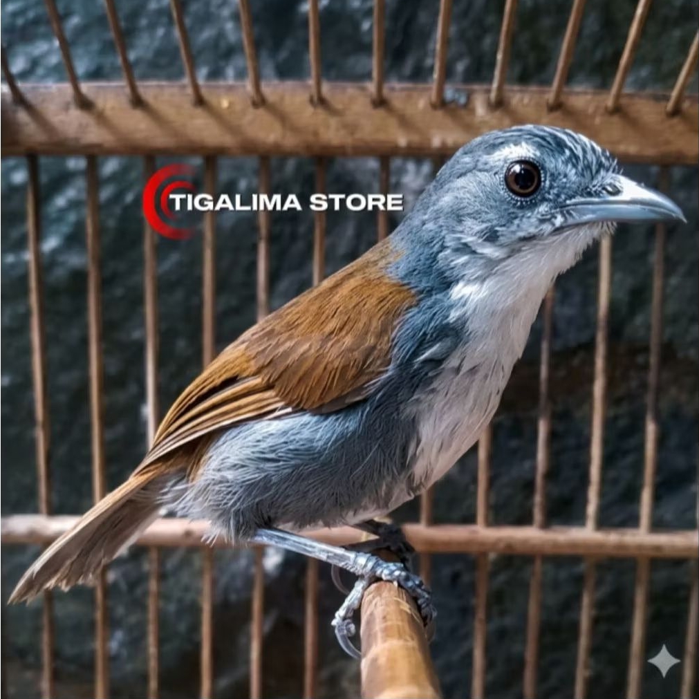 BURUNG SNIPER BURUNG MASTERAN
