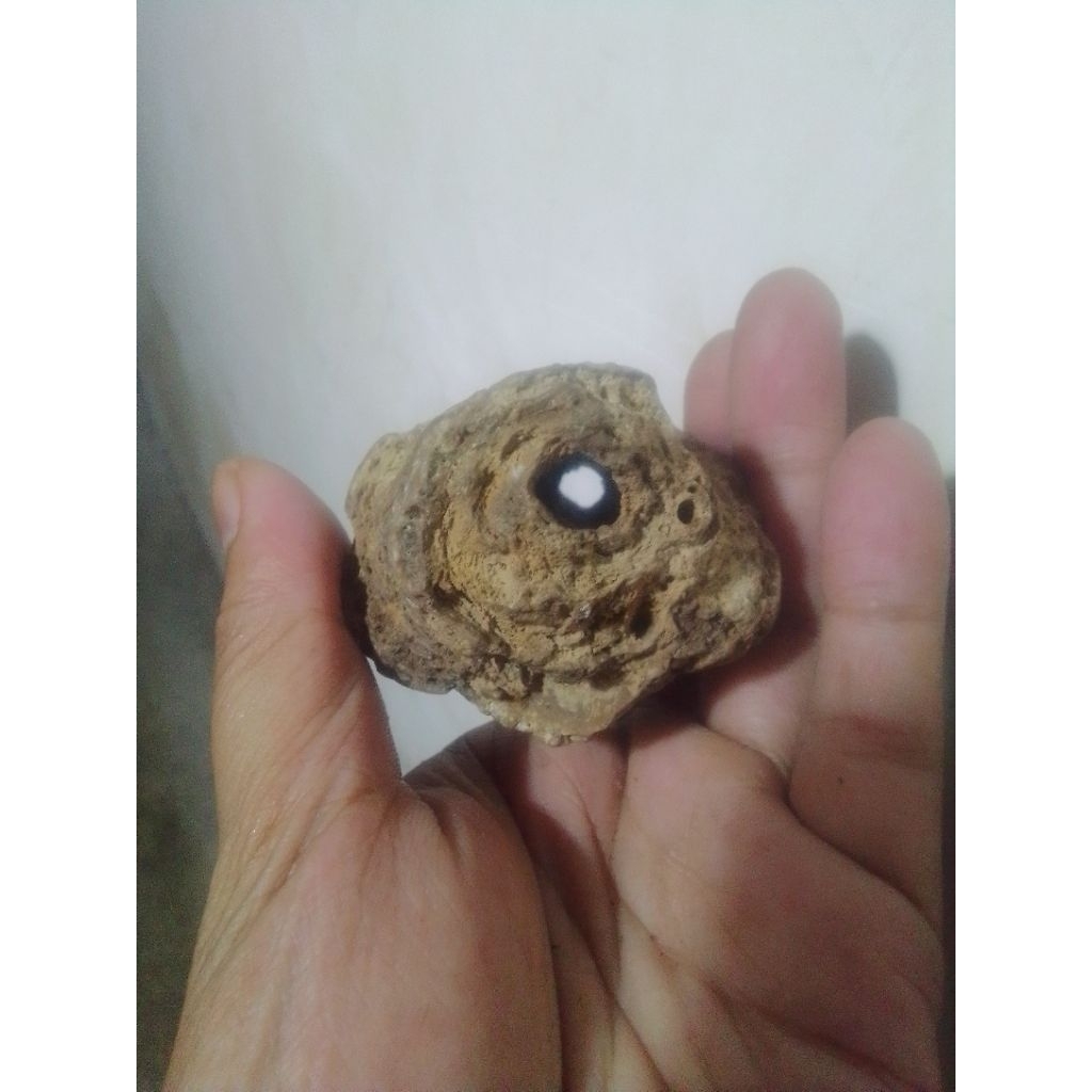 batu unik antik po sil kayu jati combong alami