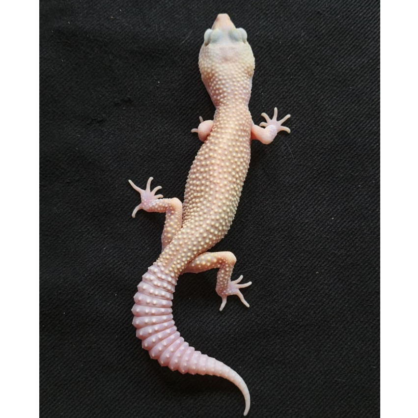 Leopard Gecko MSDB | Gecko Sehat Aktif Jinak - Macksnow Diablo Blanco