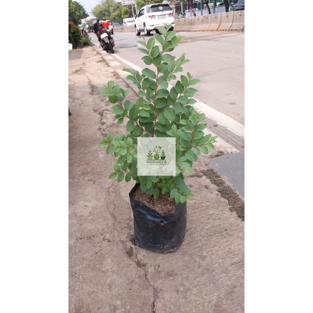 Pohon bidara tanaman bidara