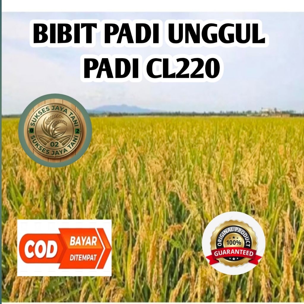 (1kg) benih bibit padi CL 220 100% ORIGINAL berkualitas