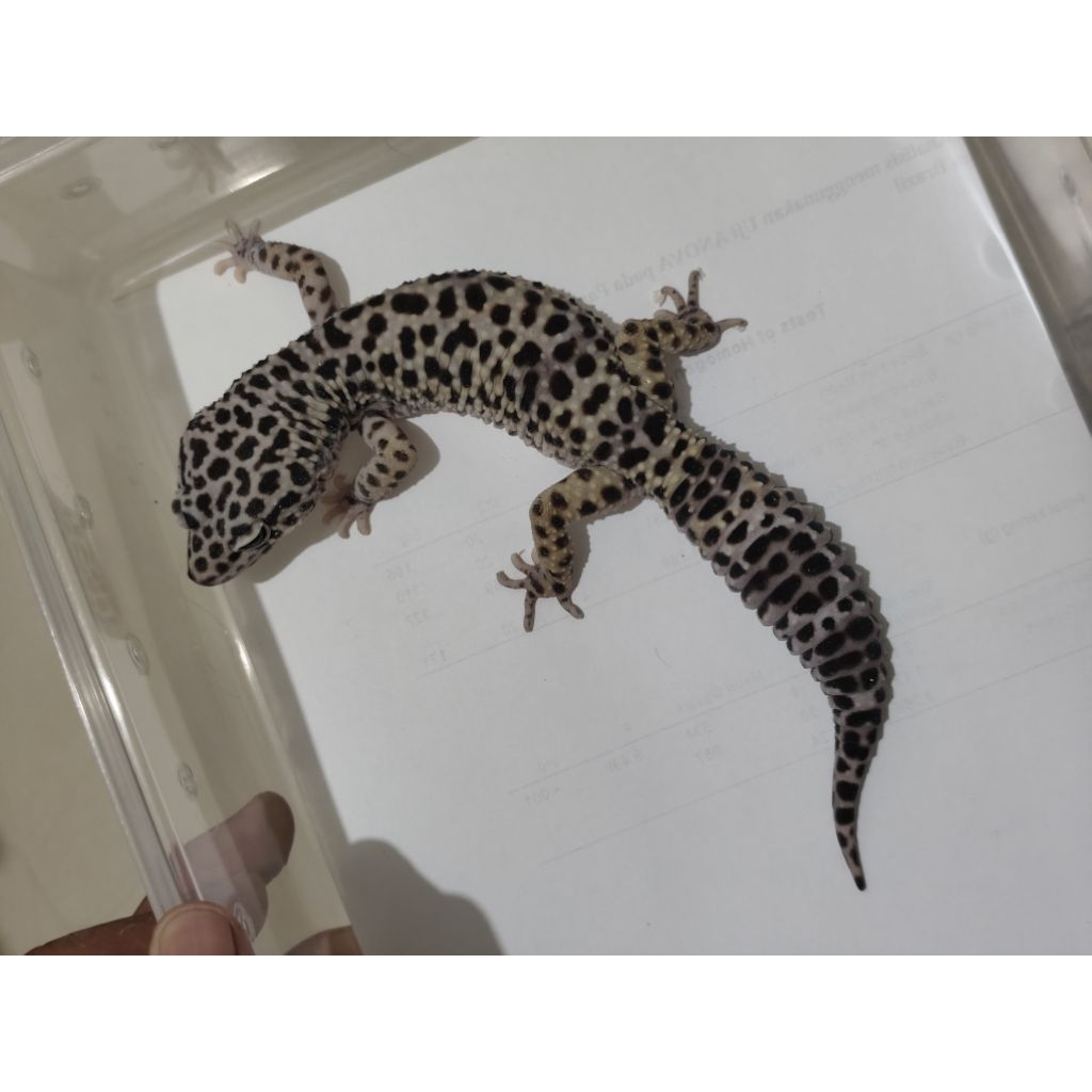 mainan leopard gecko tugsnow black night bn