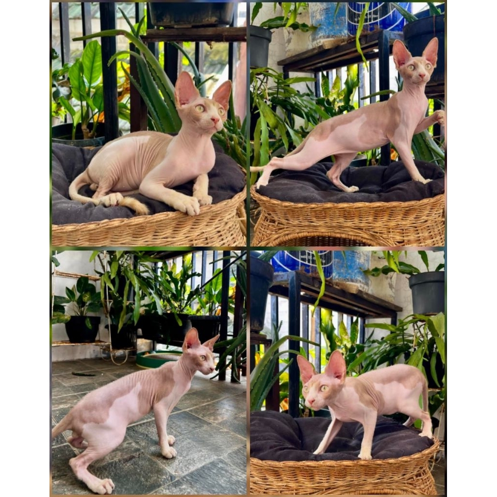 sphynx jantan 1.5 tahun