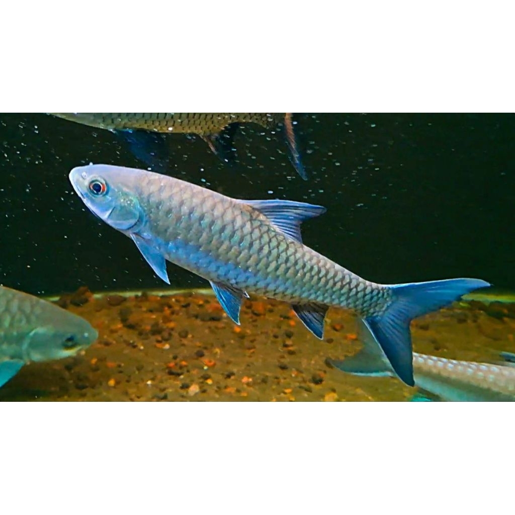 Neo Hexa Blue Mahseer India