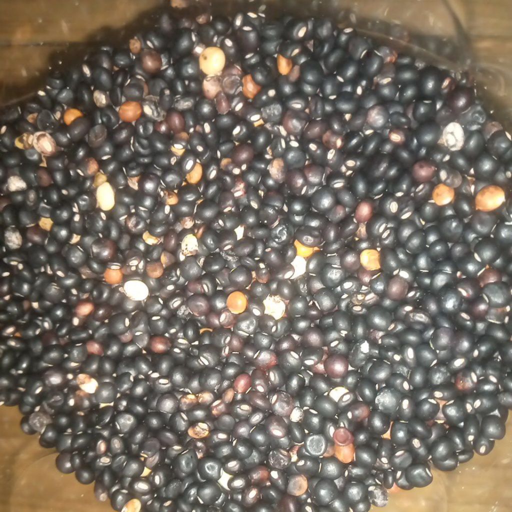 Bibit Biji Kacang kudis kering buat di tanam