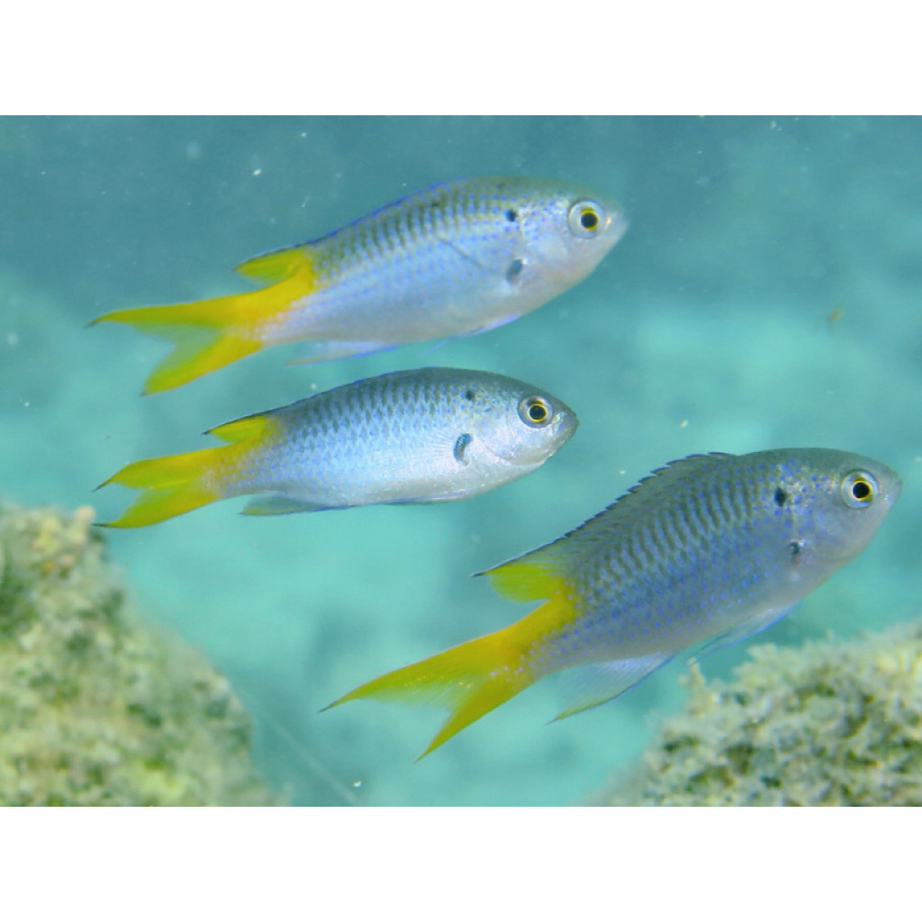 ikan betok ekor kuning air laut