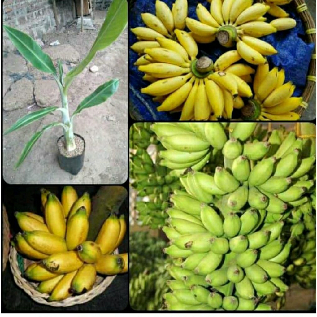 bibit pisang Lampung