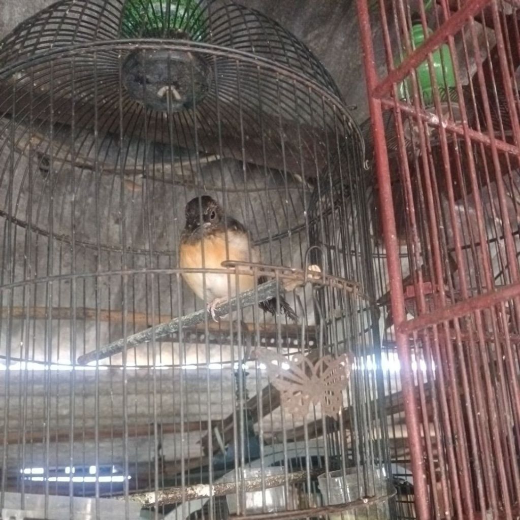 Murai batu betina