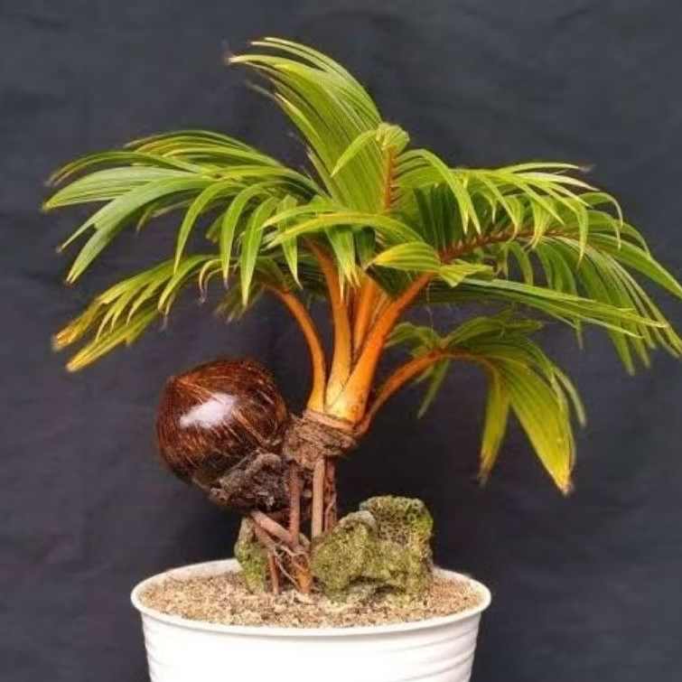 Bahan Kelapa Bonsai Mini Unik – Kelapa Bonsai Hias Mini Siap Tanam Koleksi Langka