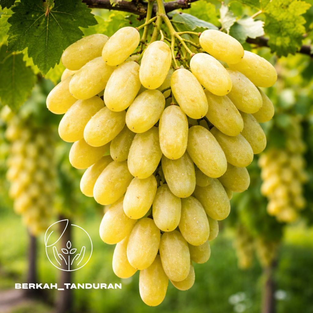 Bibit Anggur Banana Import Batang Besar