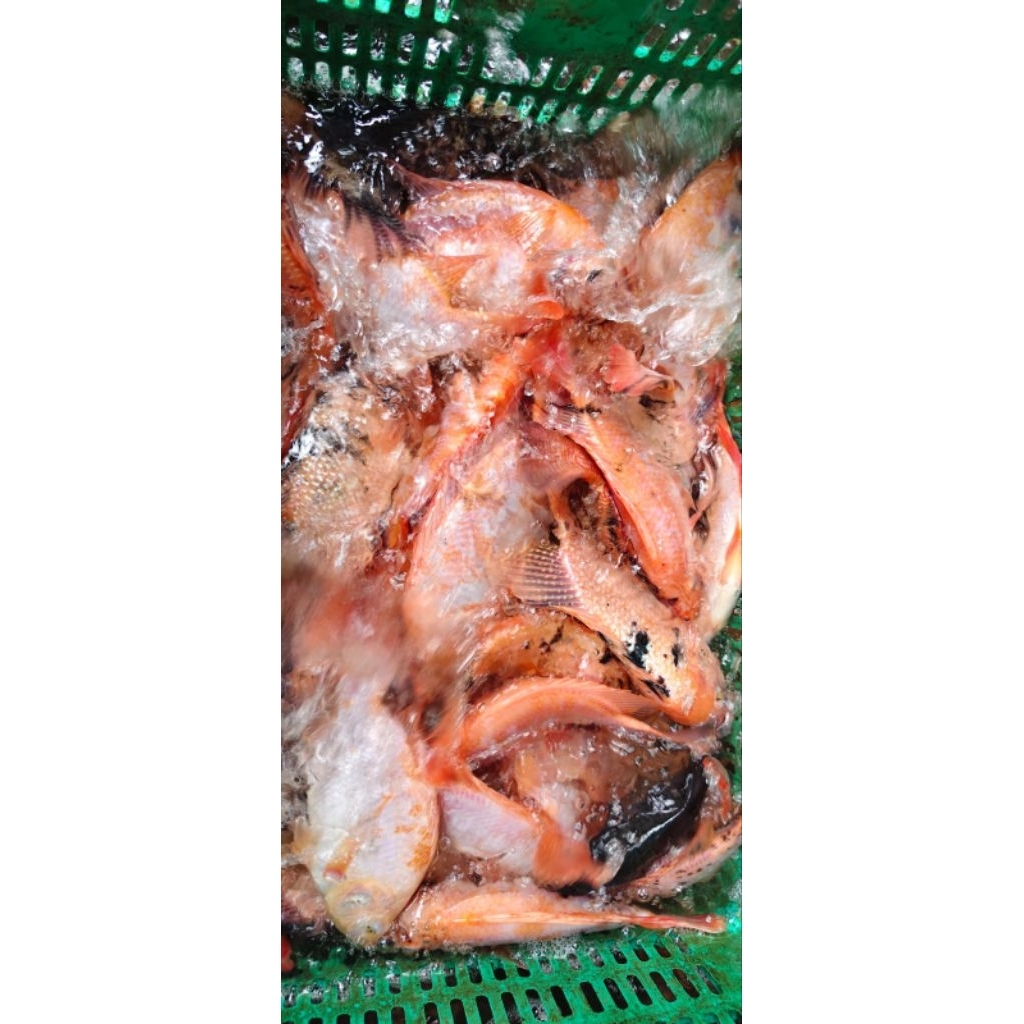 IKAN NILA HIDUP