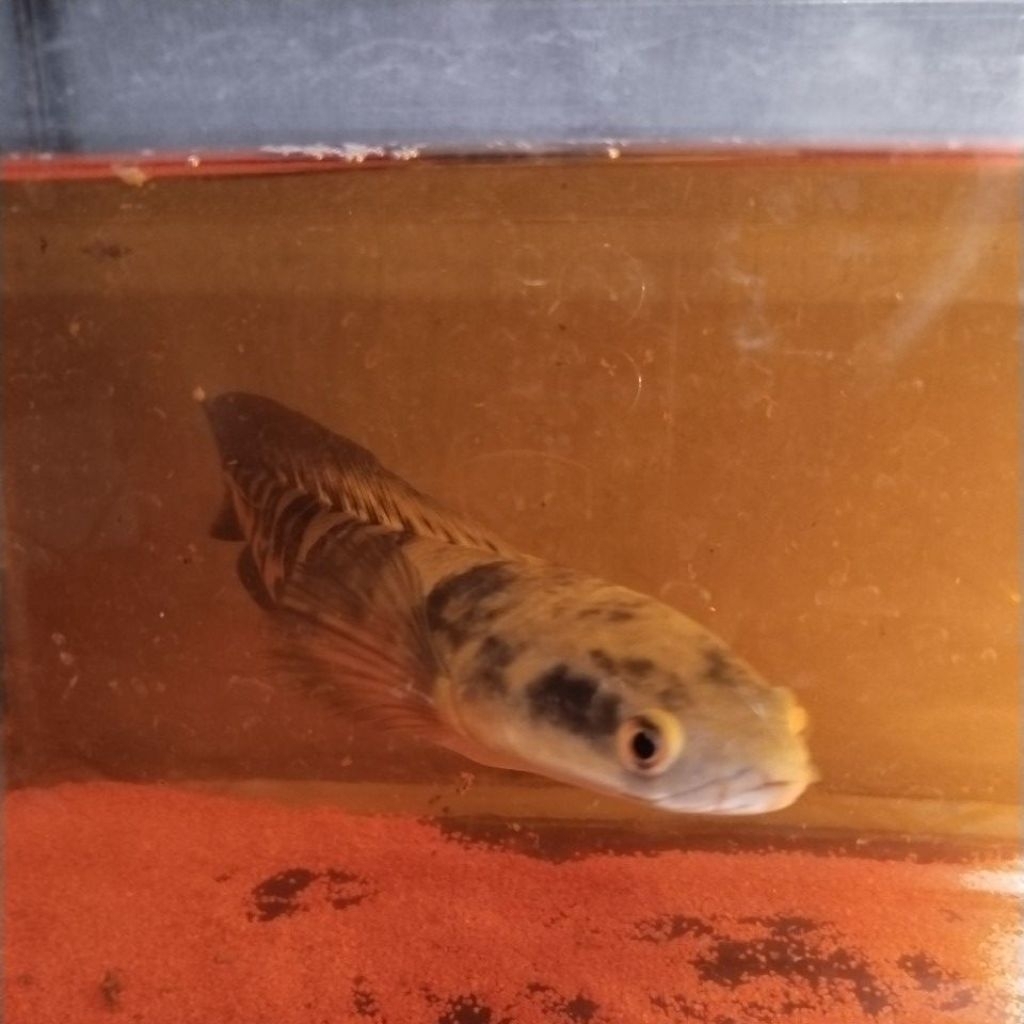 gambar chana ys 25-27cm simet