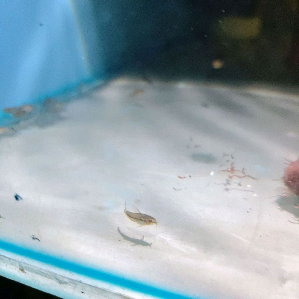 PYGMY CORYDORAS, DWARF CORYDORAS,  MICRO CATFISH