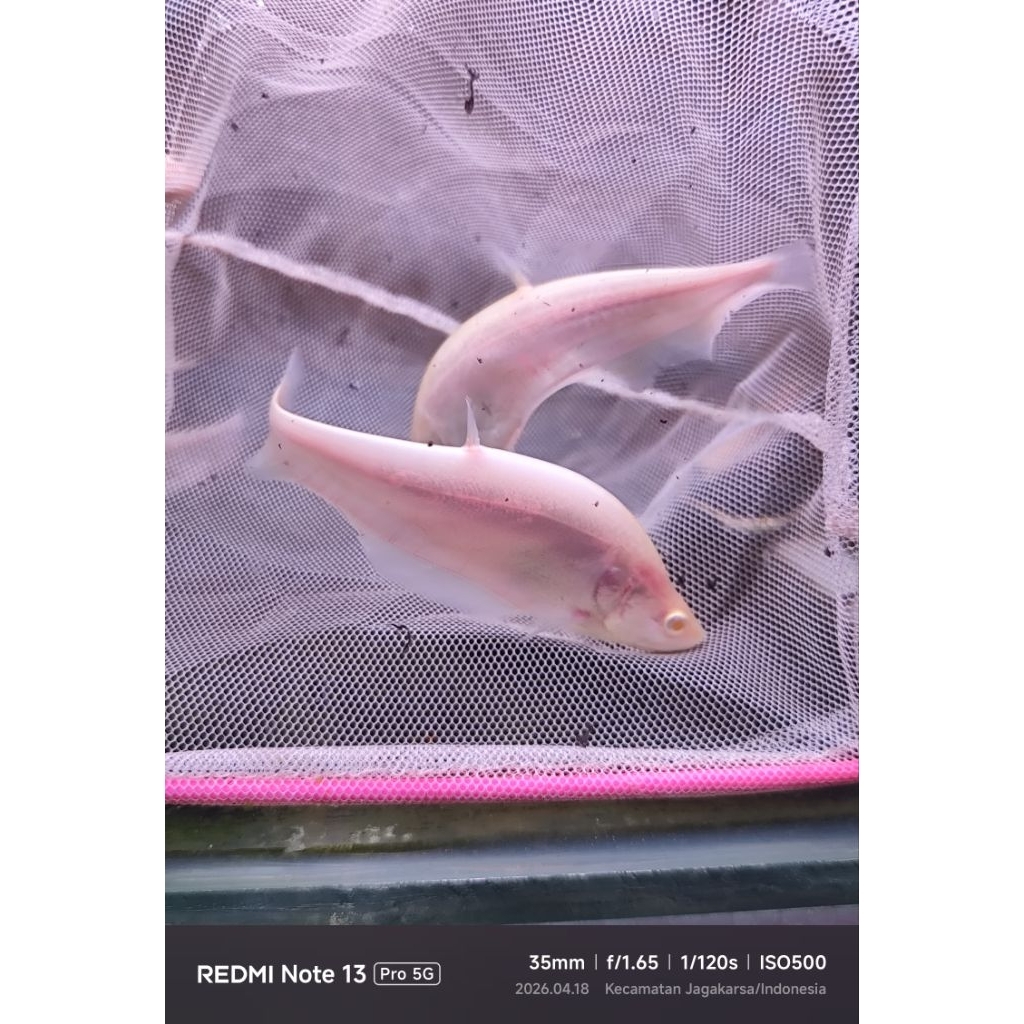 ikan hias belida Bangkok albino