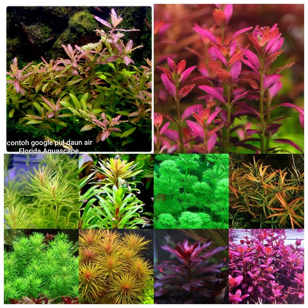 paket tanaman aquascape 100 batang 10 jenis tanaman aquascape hiasan aquarium