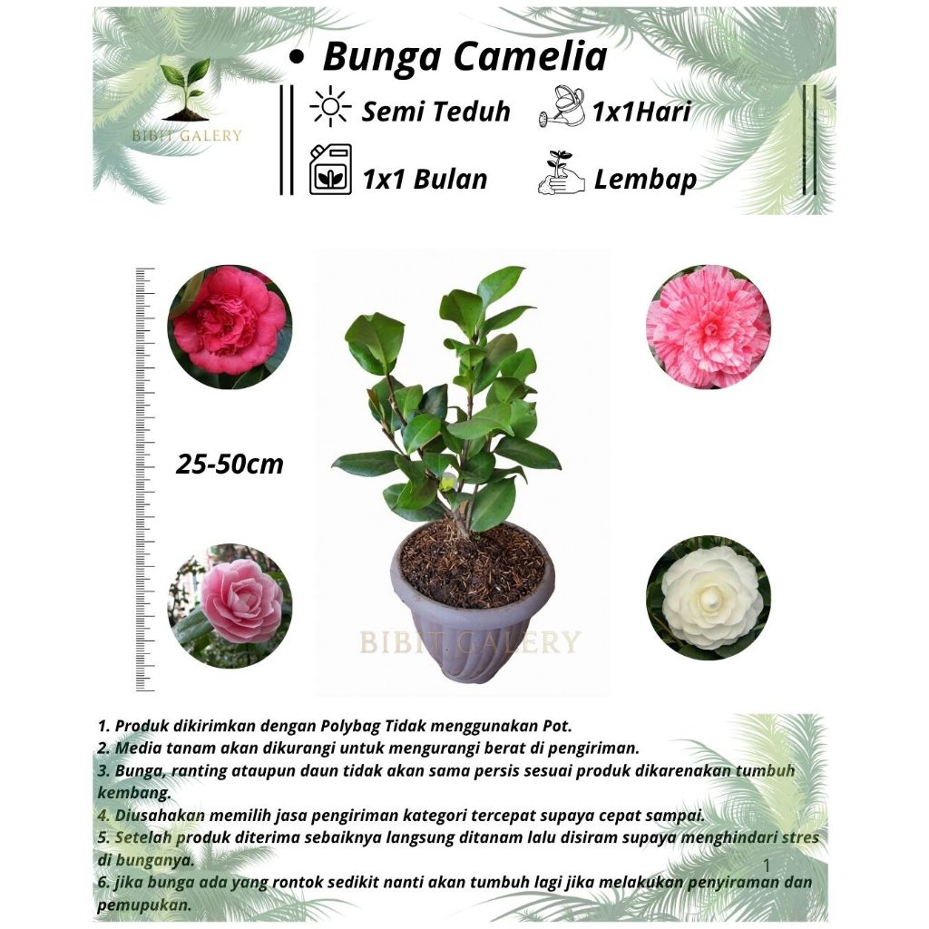 Bunga Camelia - Tanaman Hias Bunga Camelia Siap Berbunga
