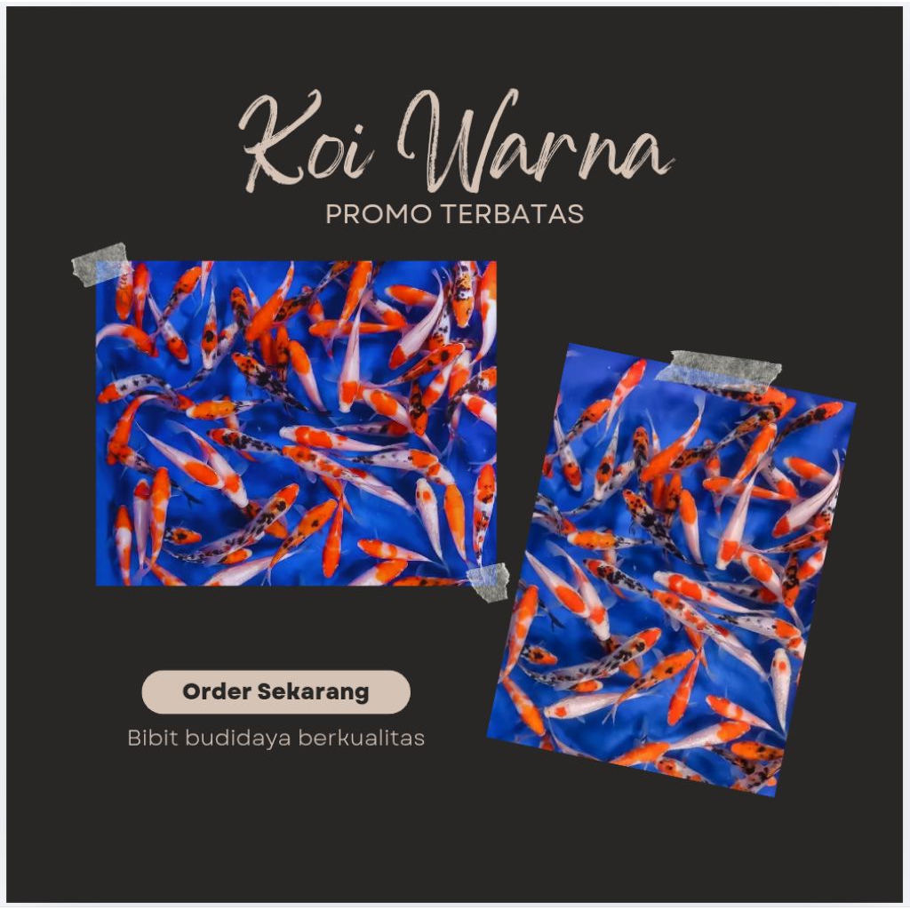 Paket Ikan Koi 10 Ekor - Tanco, Kohaku, Sanke, Shiro, Showa, Warna random (tergantung stok)