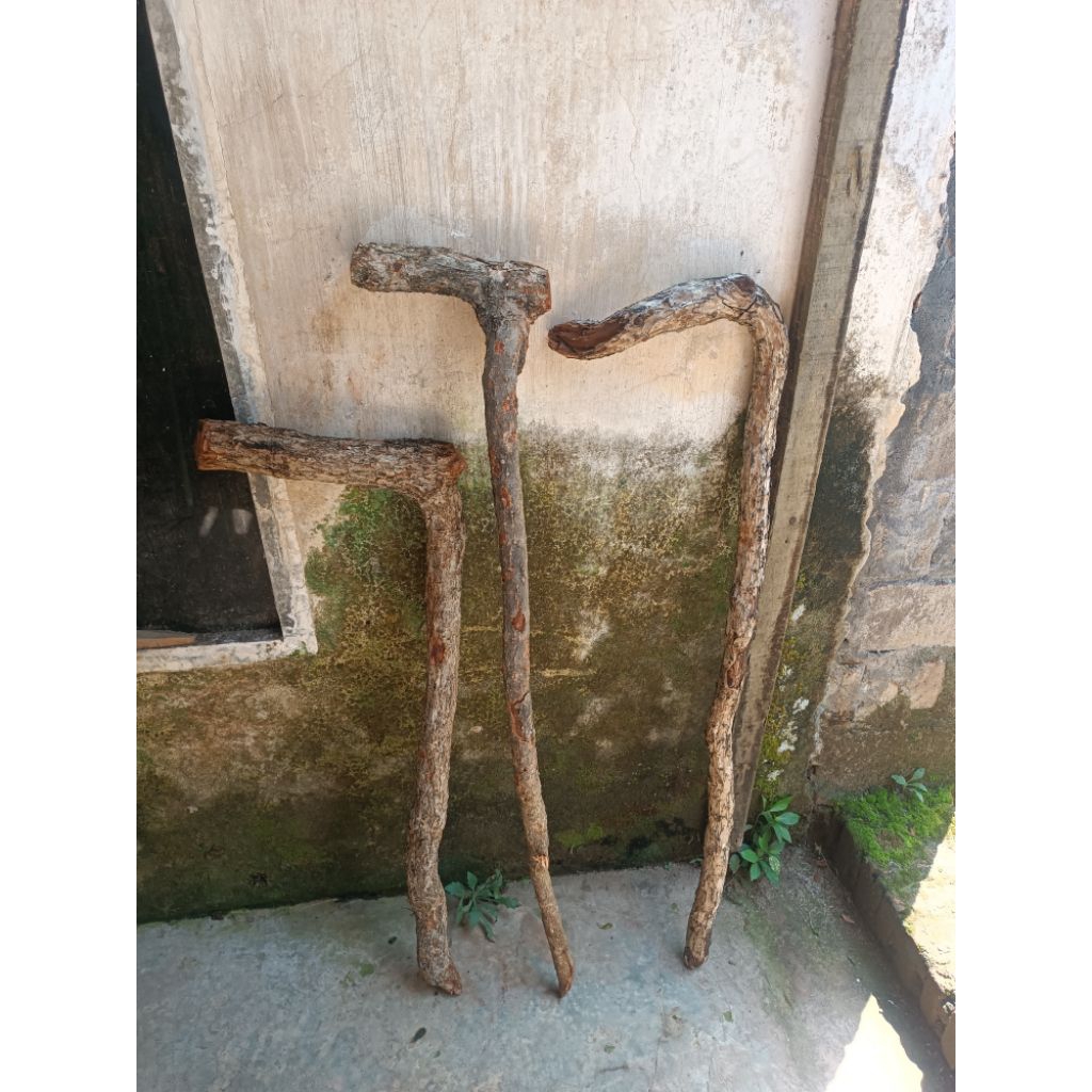 TONGKAT KAYU STIGI LAUT ASLI KARIMUN JAWA