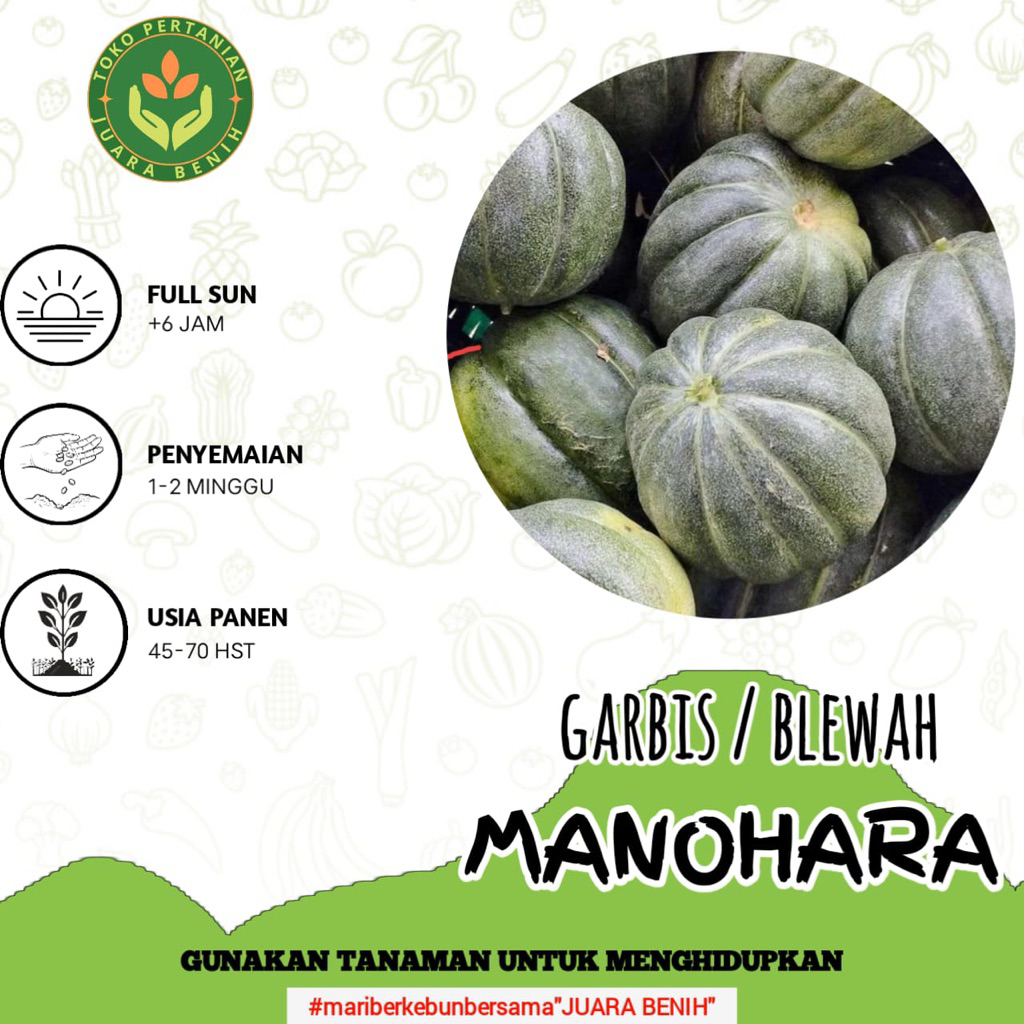 150 BIJI BENIH BLEWAH MANOHARA/KRETEK UNGGULAN PETANI