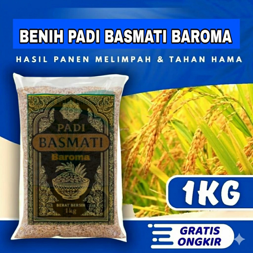 BENIH PADI BASMATI 1KG (BASMATI BAROMA 1121)