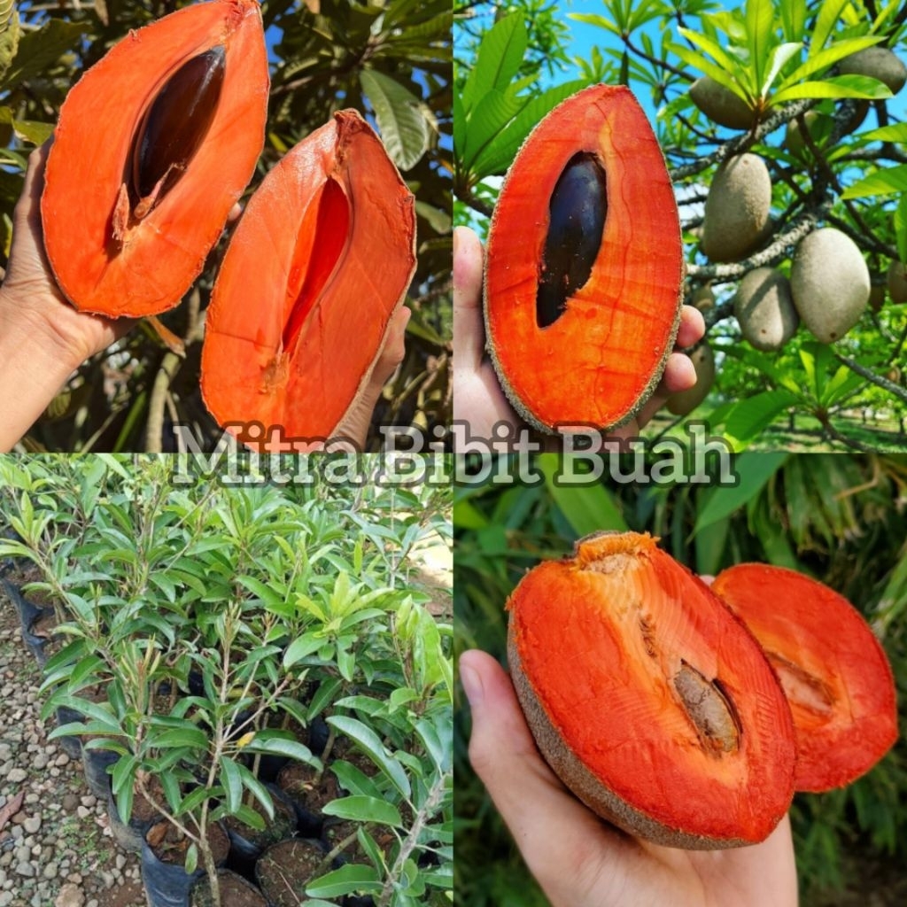 Bibit Sawo Jumbo Raksasa Amerika Super Cepat Berbuah