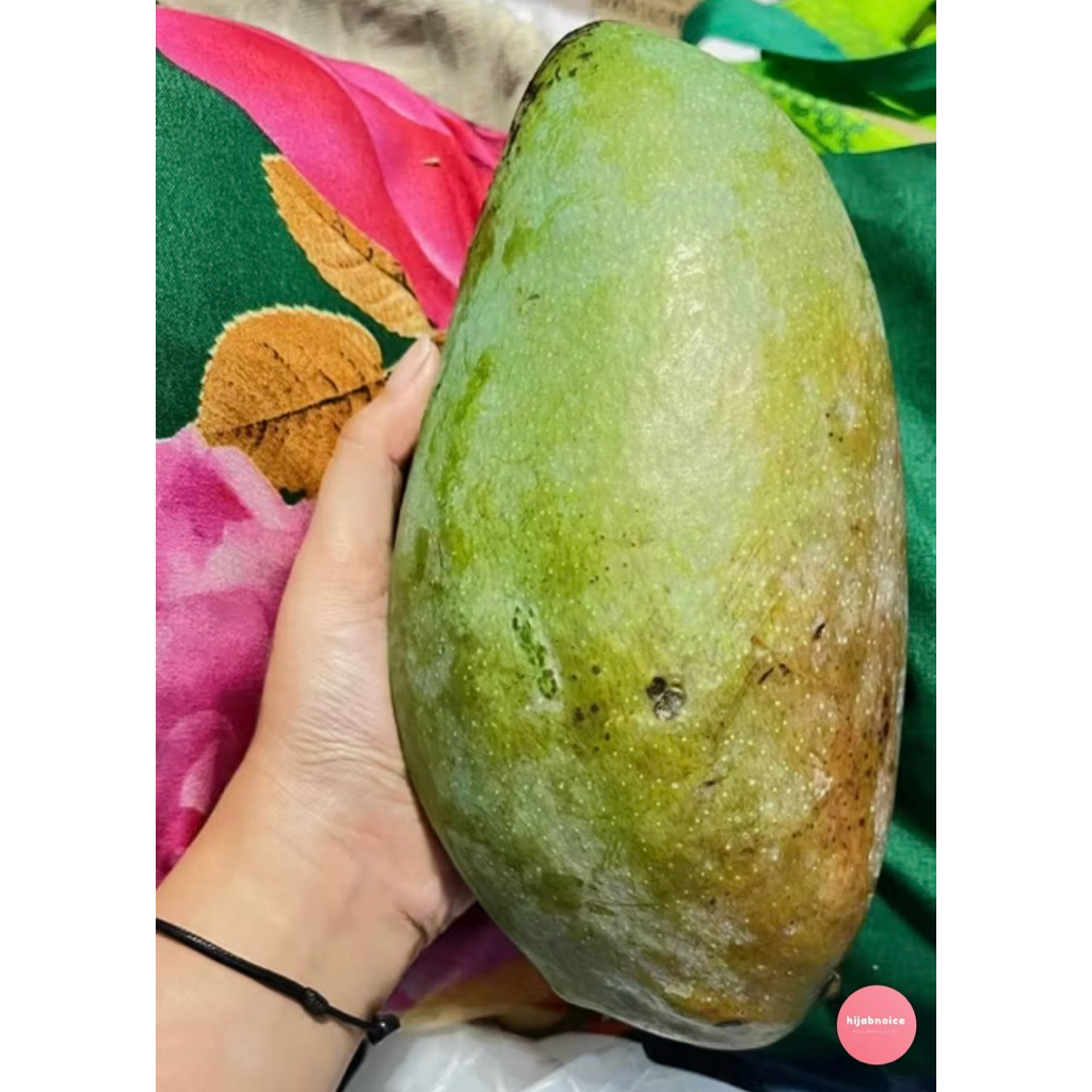 MANGGA KIOJAY MENTAH/MENGKAL. BERAT 900-1KG SUPER BESAR. MANIS KRIYUK GRATIS BUMBU RUJAK BANGKOK! hi