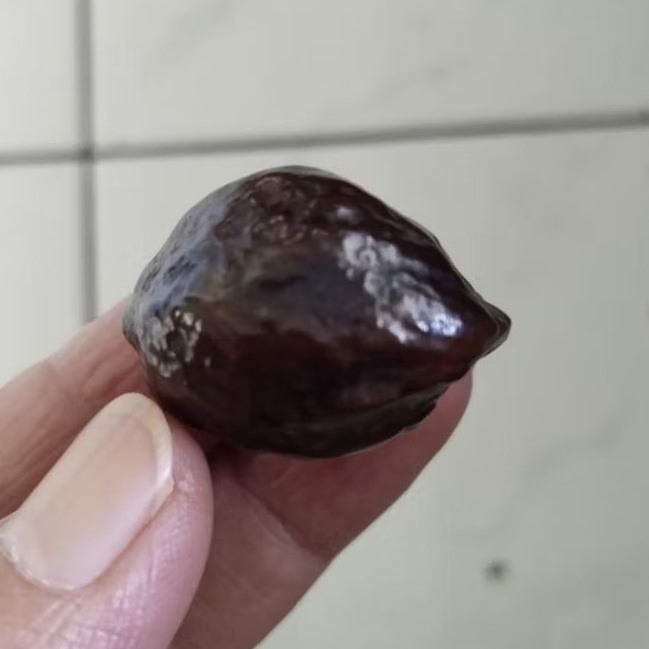 Kemiri Adu Muncang Adu Jayanti Si Poek Ori Pasangan Mewah Size Kecil