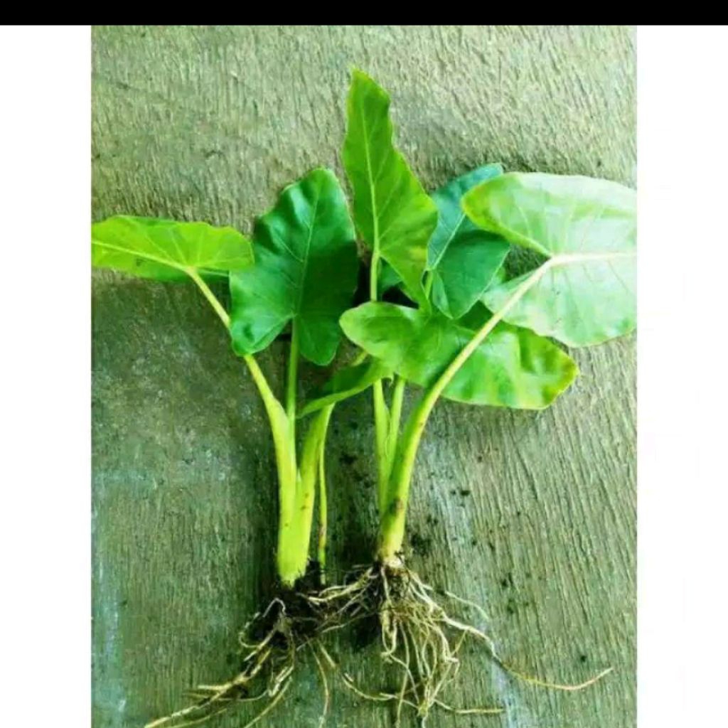 SENTE HIJAU BIBIT POHON SENTE HIJAU