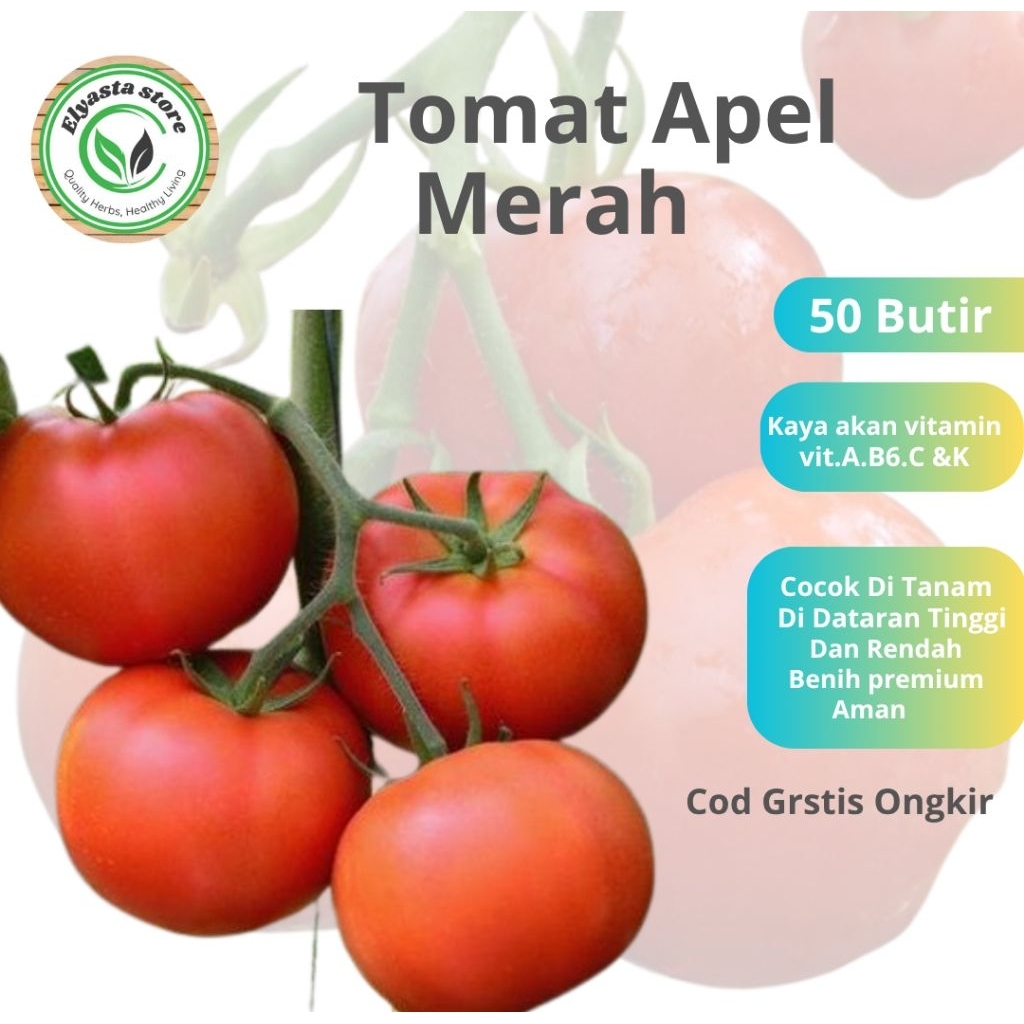 Biji Benih buah Tomat Apel Merah 50 butir