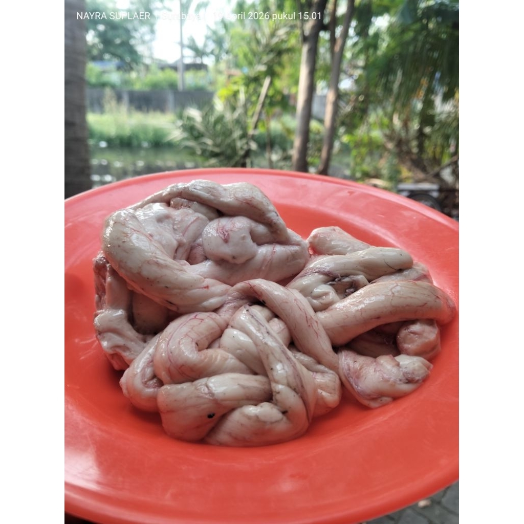 Sumsum/Olor sapi Premium