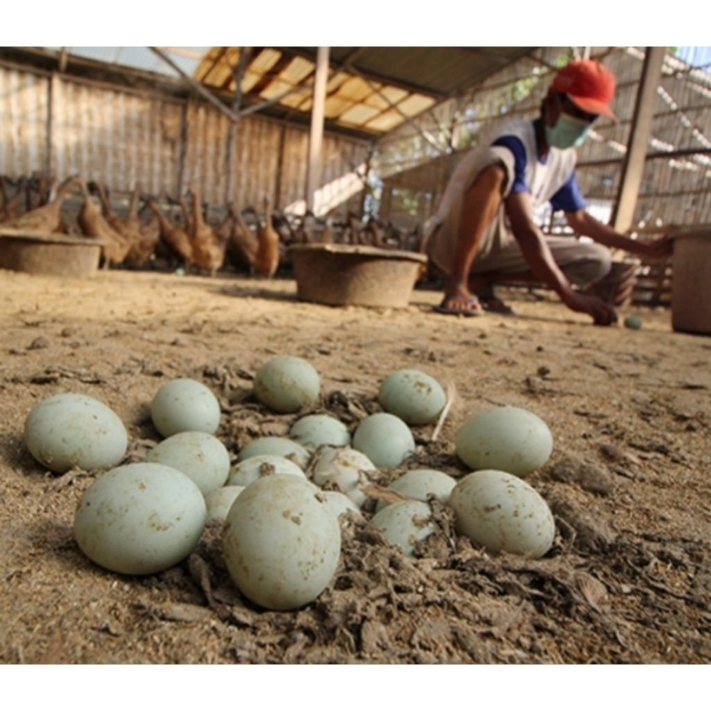 Telur Bebek Mojosari Omega 3