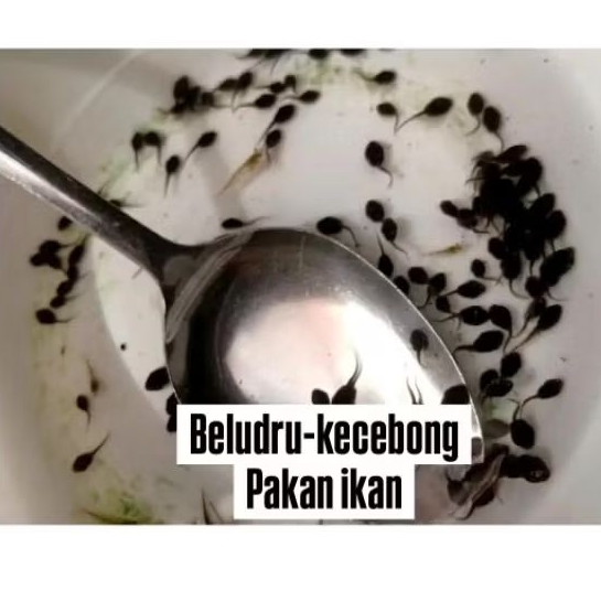 Kecebong/Beludru/Buyur pakan ikan isi 25