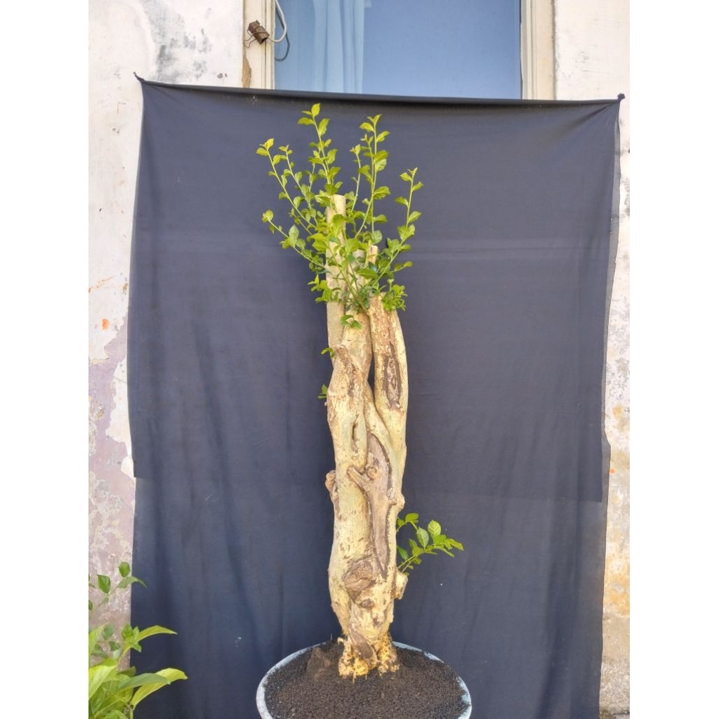 Bahan bonsai serut jumbo berkarakter melintir real pict