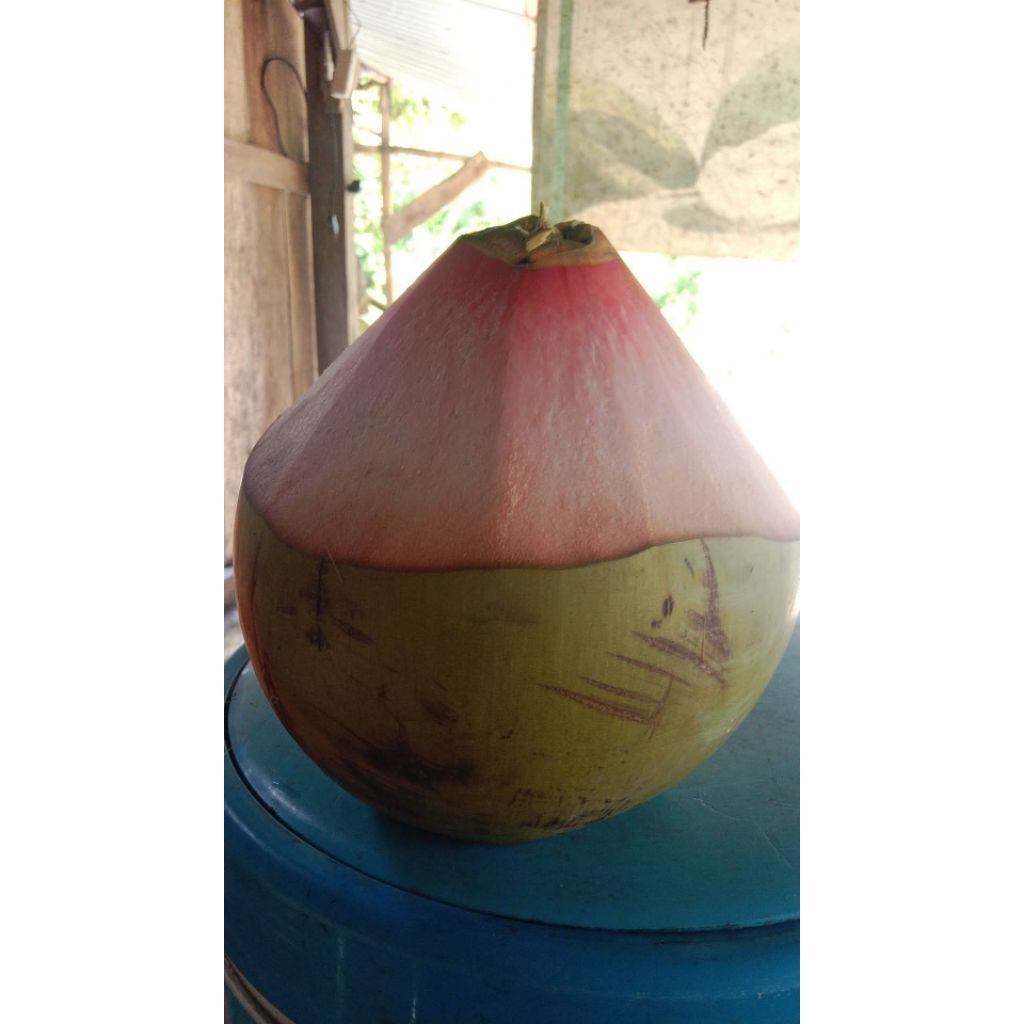 degan ijo wulung utuh dikepras