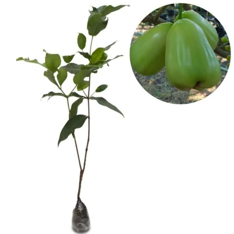 bibit jambu air green giant
