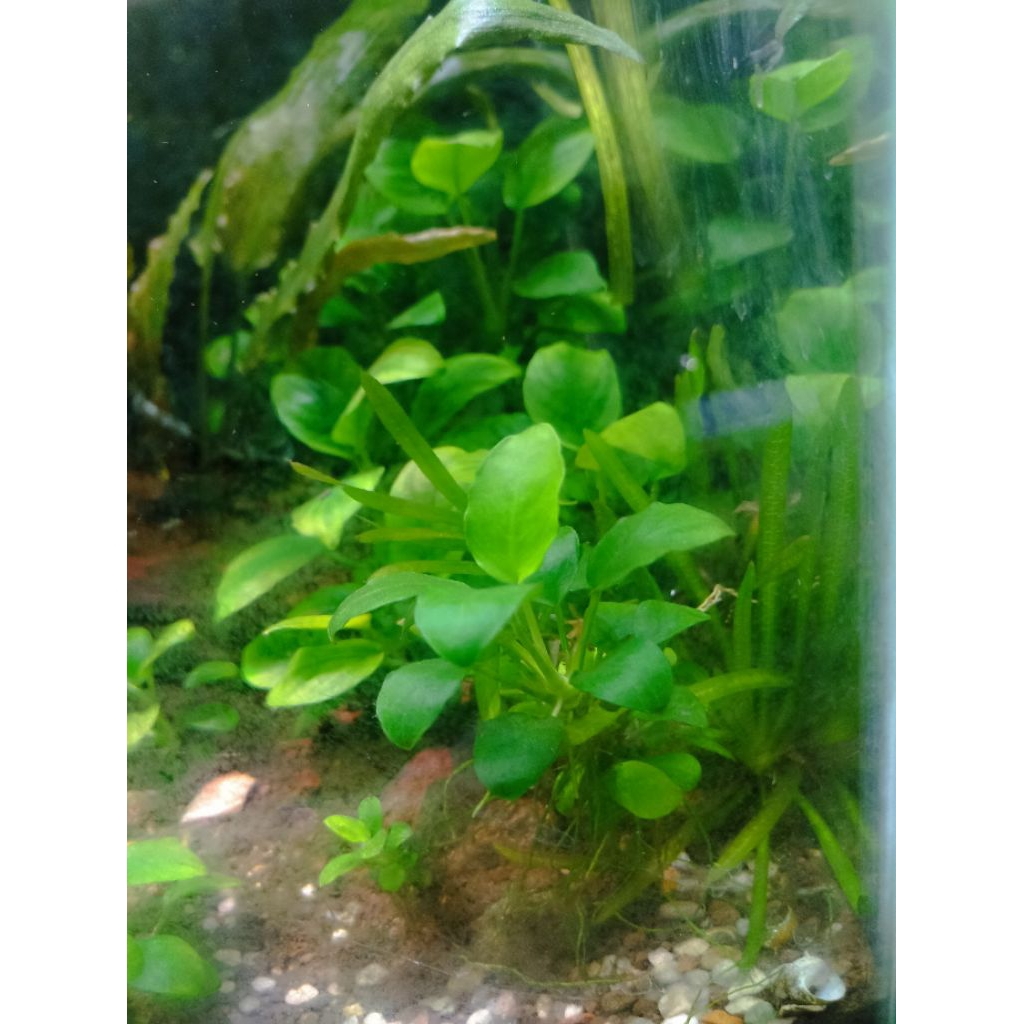 anubias petit