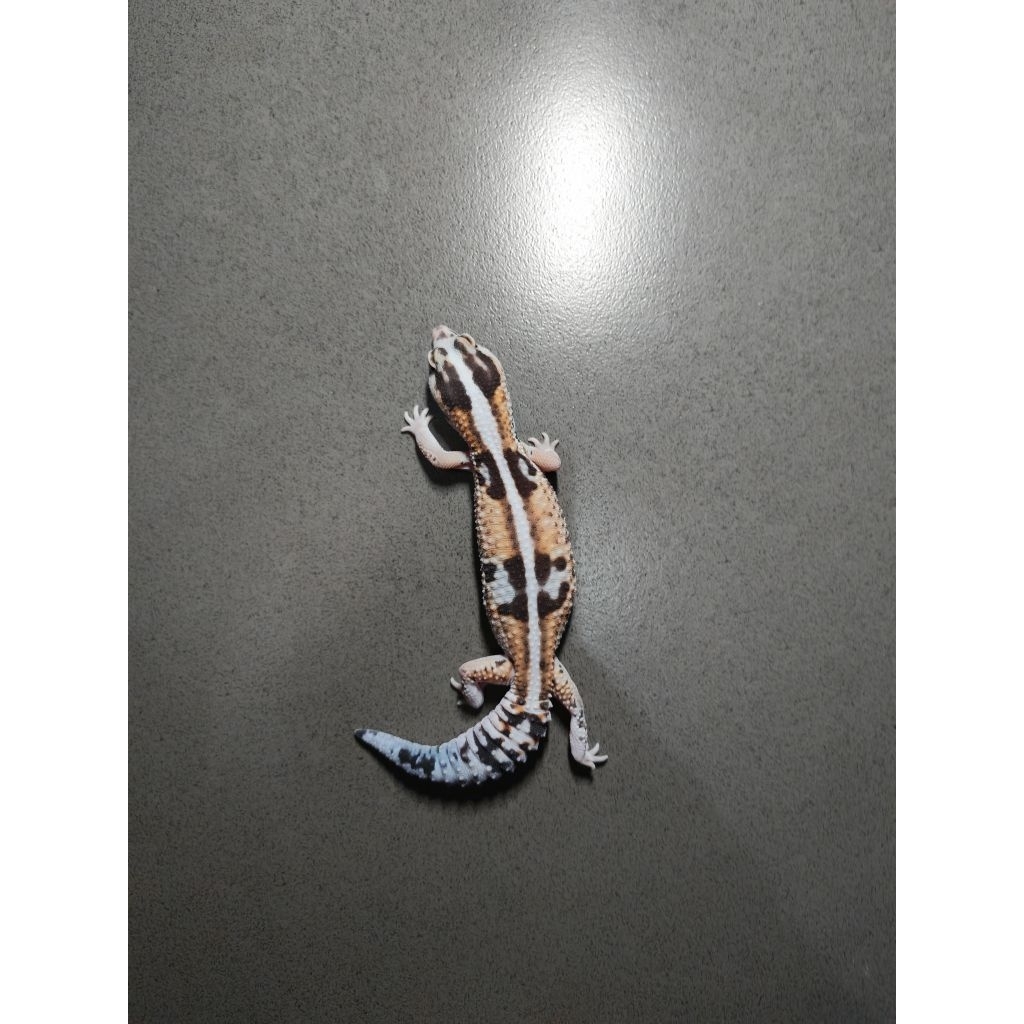 AFT Gecko Kalsium Female
