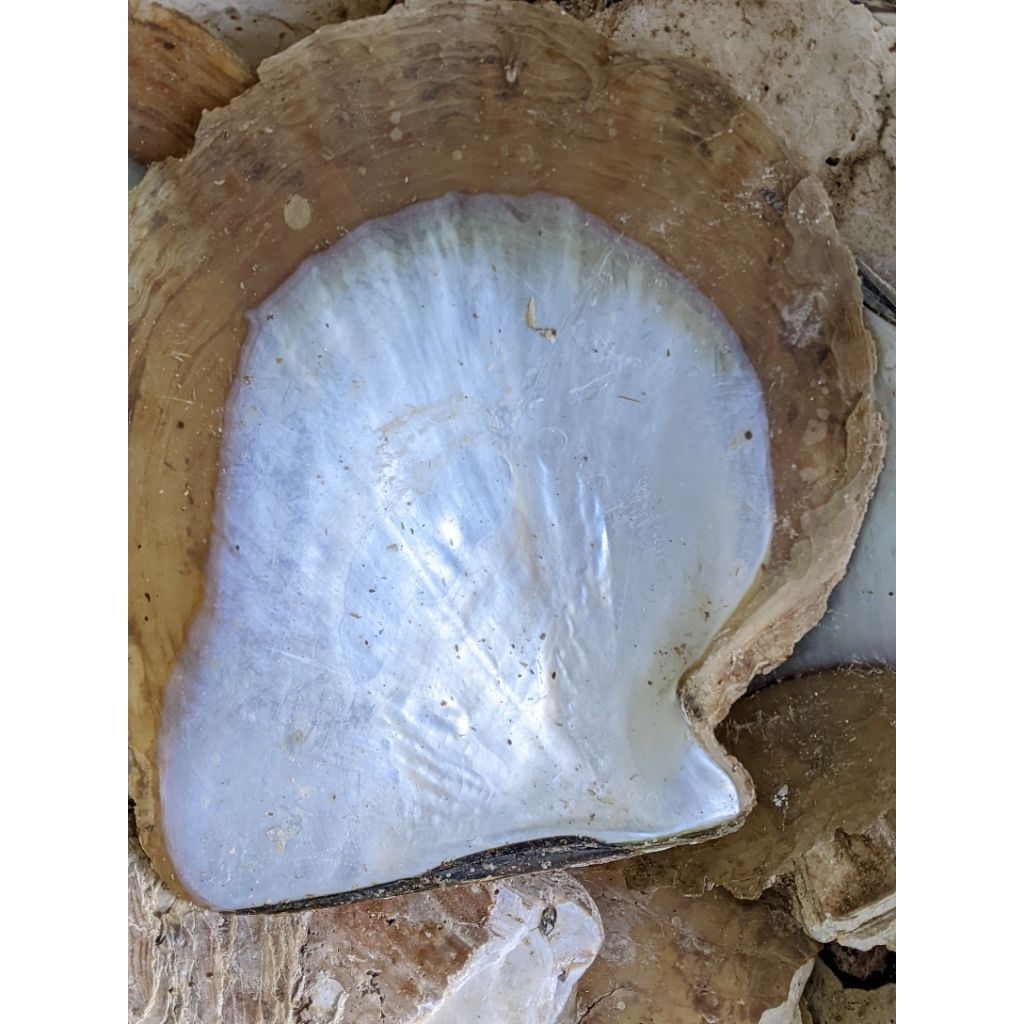 cangkang kerang mutiara/kerang mop