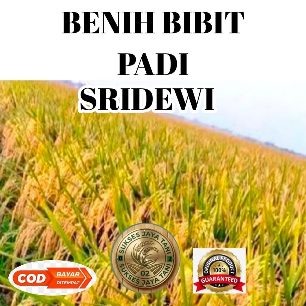 bibit padi super BERKUALITAS hibrida SRIDEWI kemasan 1kg ORIGINAL 100%