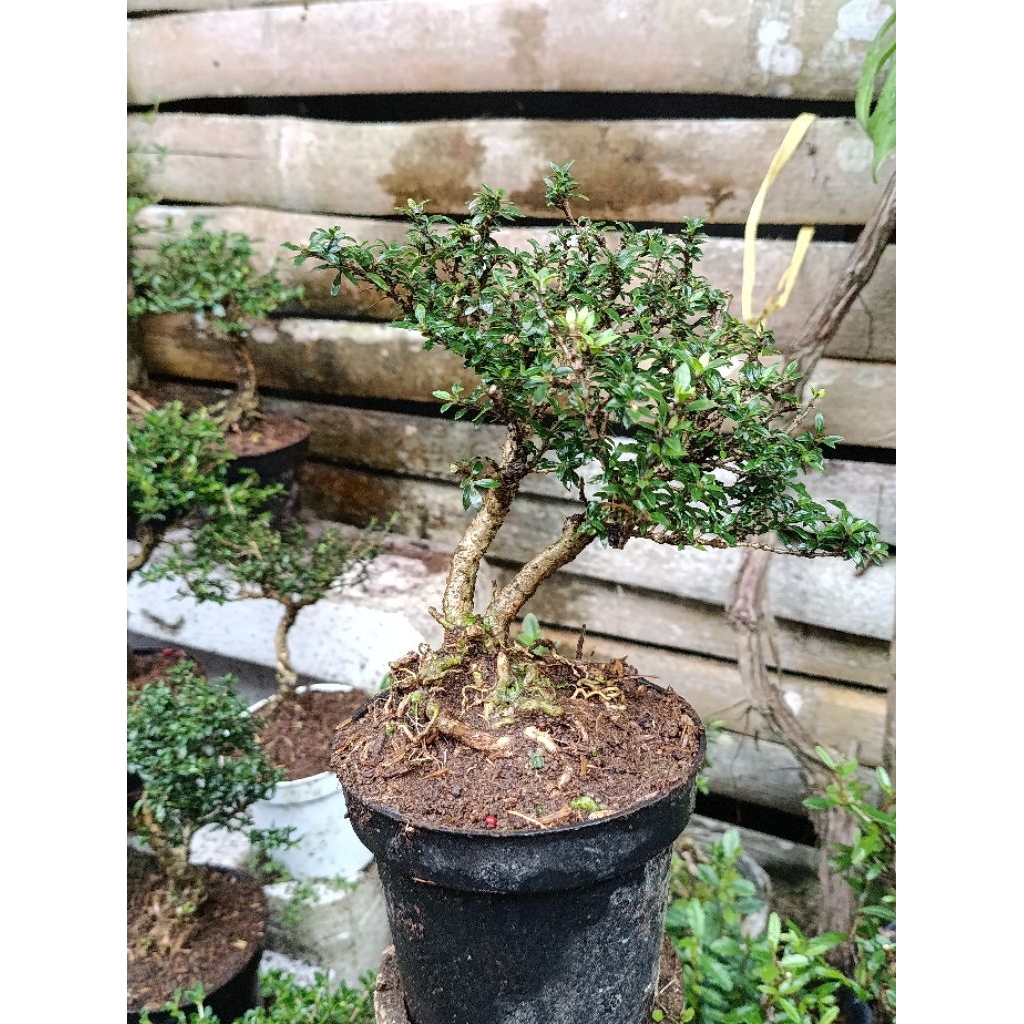 serissa seribu bintang mikro real pict