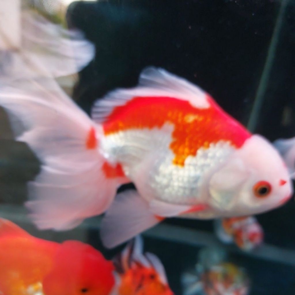 koki oranda jumbo