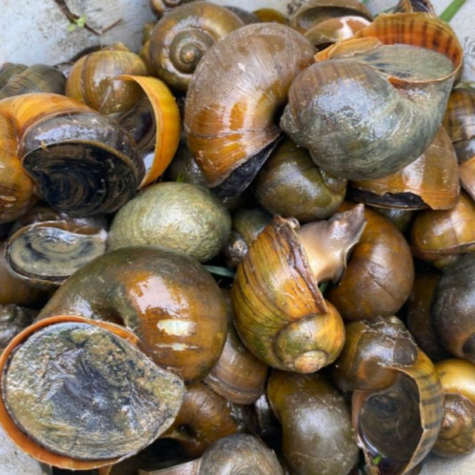 PAKAN FRESH | KEONG SAWAH HIDUP | 1 KG FRESH