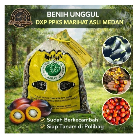 Bibit DxP PPKS Marihat Asli , Kecambah Sawit Unggul , Siap Tanam & Bersertifikat