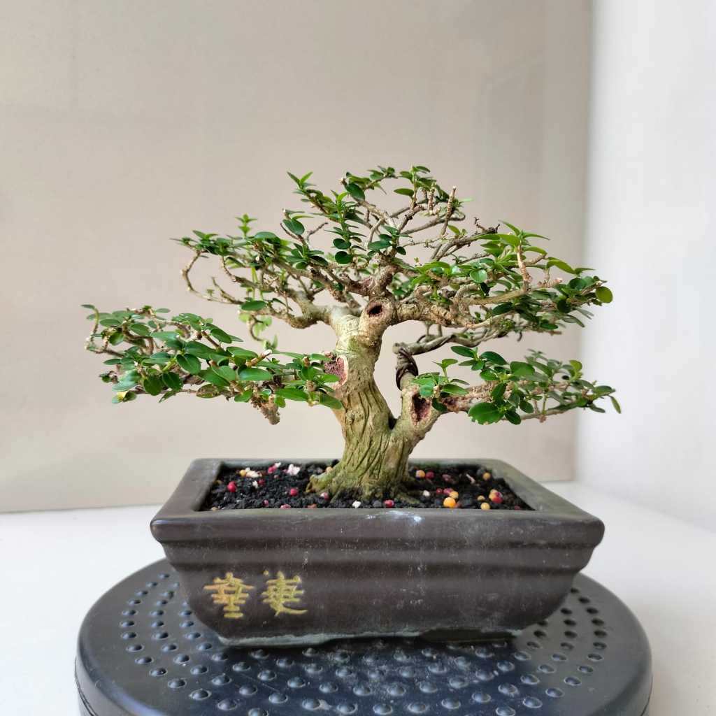 Bonsai Sancang Mame - Pot Persegi - Siap Pajang