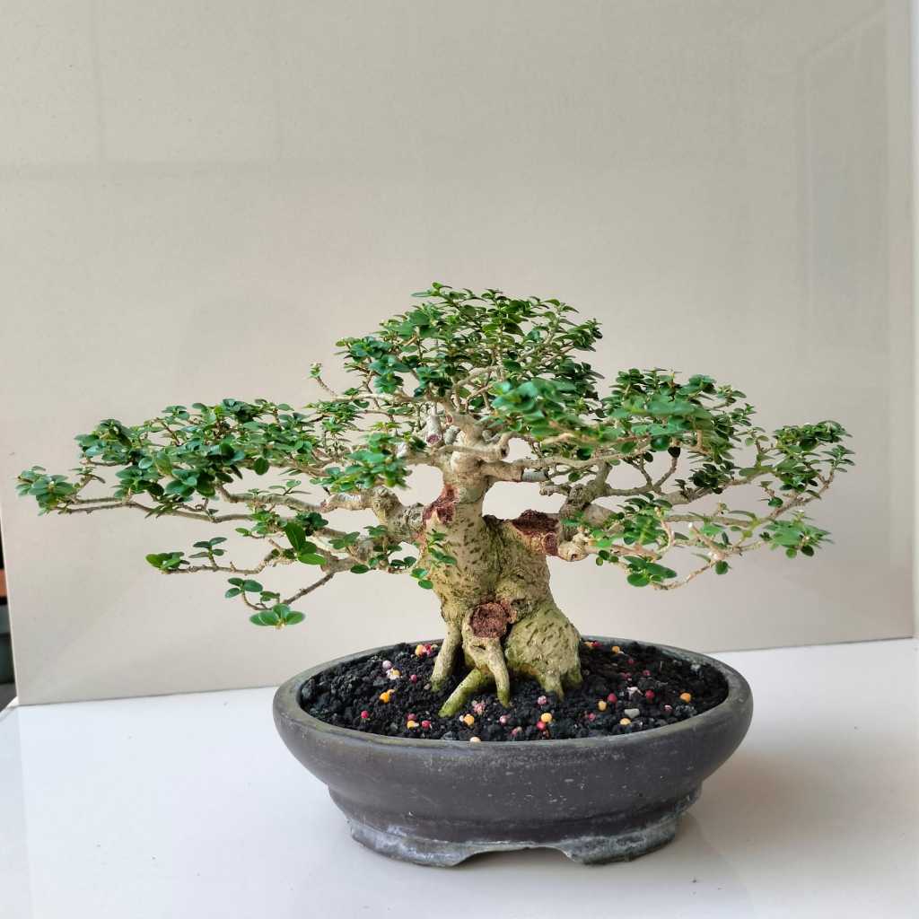 Bonsai Sancang Mame - Pot Oval - Siap Pajang