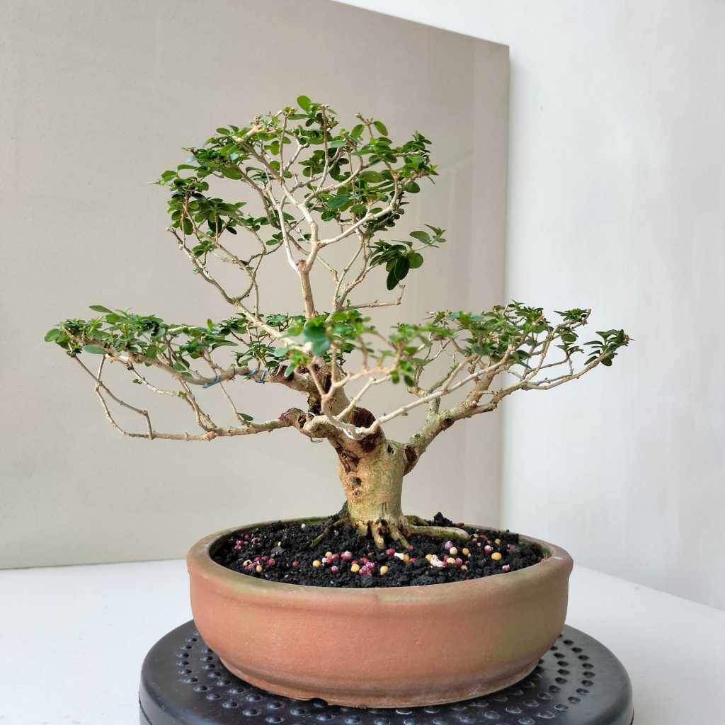 Bonsai Sancang Mame - Pot Bundar - Siap Pajang