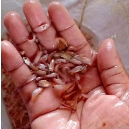 benih nila mujair merah UK nguaci paket isi 100