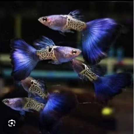 TERMURAH guppy blue tail per ekor